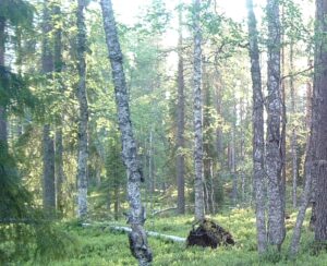 Metsässä